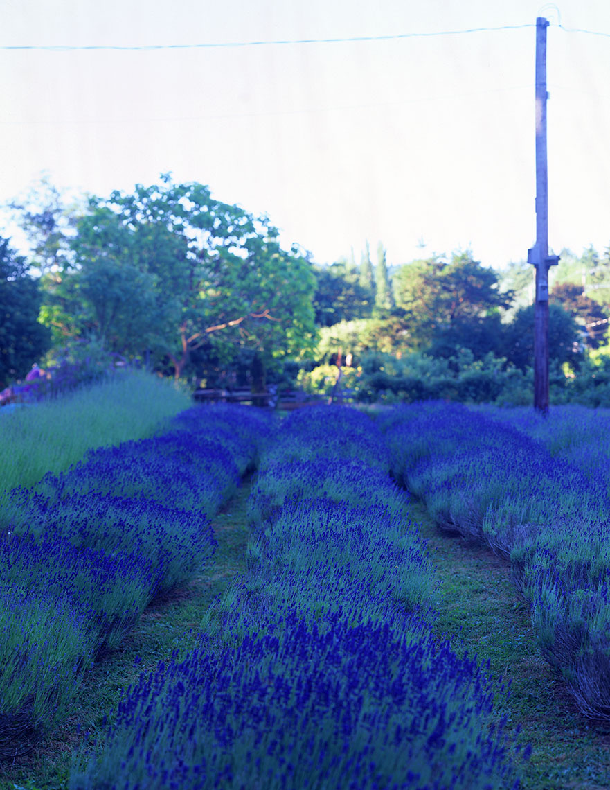 APF_Lavender field-full