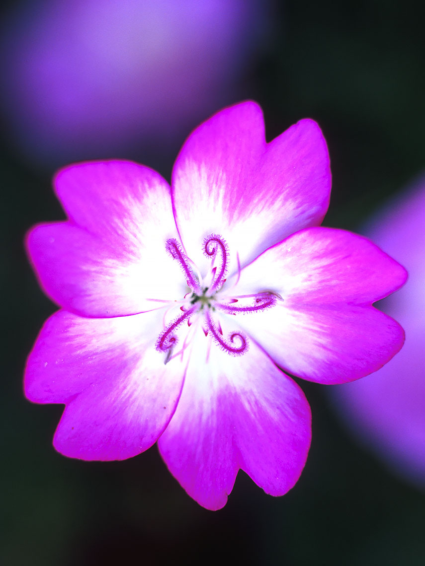APF_Purple Flower_2